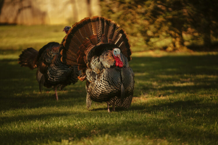Game Commission: 2025 turkey sighting survey reports due
